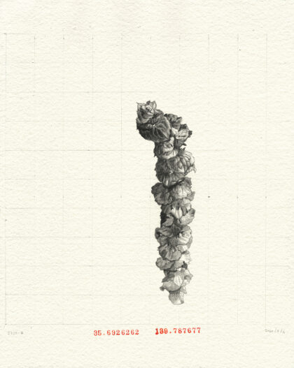 Louise Rouse, Artist, Drawing, Weeds in Tokyo