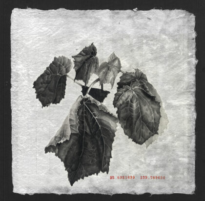 Portfolio image of Louise Rouse's artwork, graphite drawing on paper