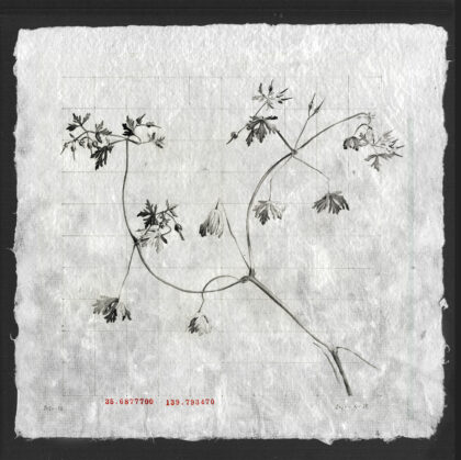 Portfolio image of Louise Rouse's artwork, graphite drawing on paper
