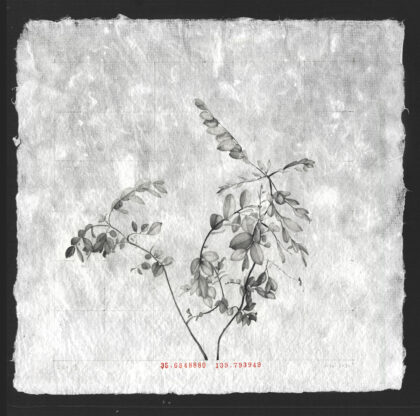 Portfolio image of Louise Rouse's artwork, graphite drawing on paper