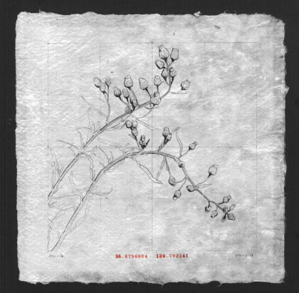 Portfolio image of Louise Rouse's artwork, graphite drawing on paper